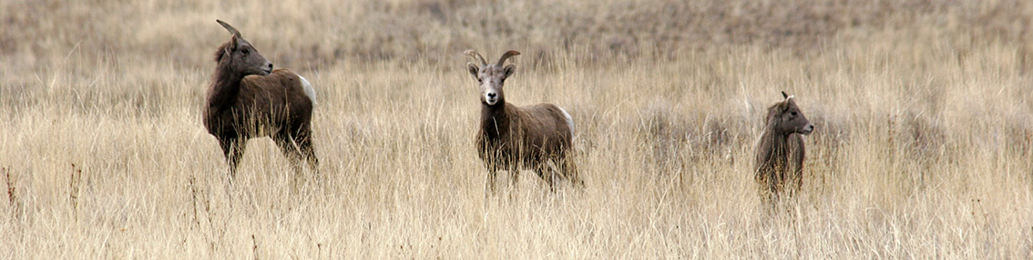 A group of three adolescent bighorn sheep stand together in the grasslands.