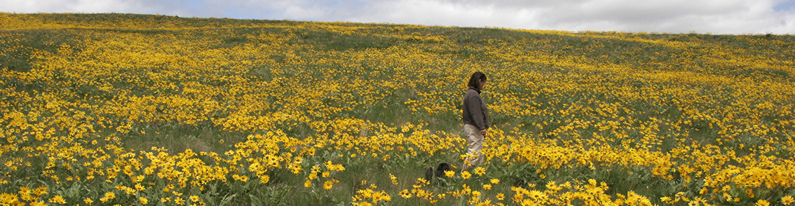 Woman walks through an expansive field of yellow wildflowers with a blue sky dotted with clouds on the horizon