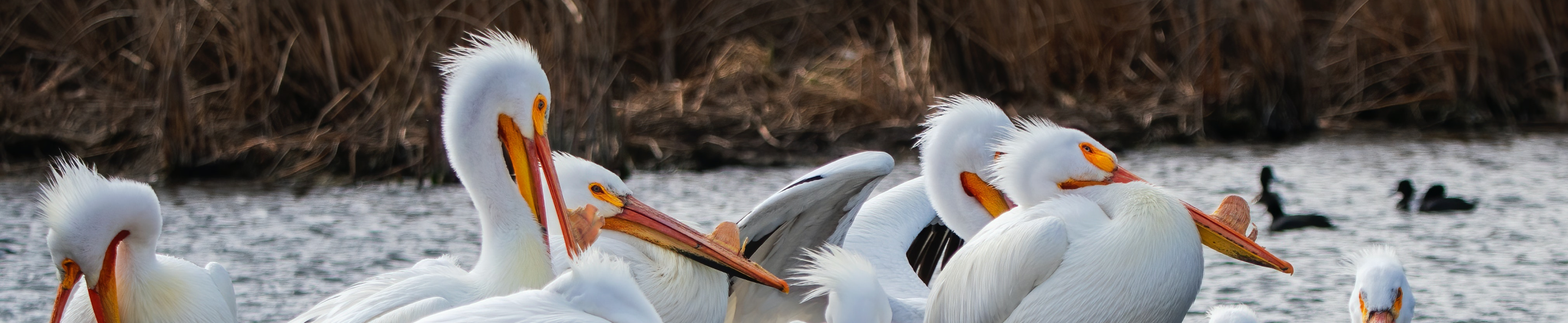 A flock of pelicans are in the water together nearby a marshy shoreline.