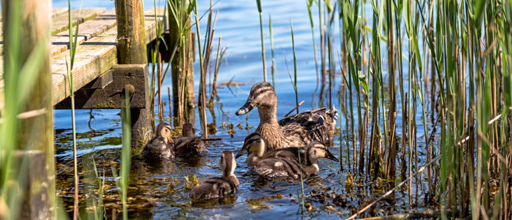 A mother duck with her five ducklings swimming along reeds beside a dock.