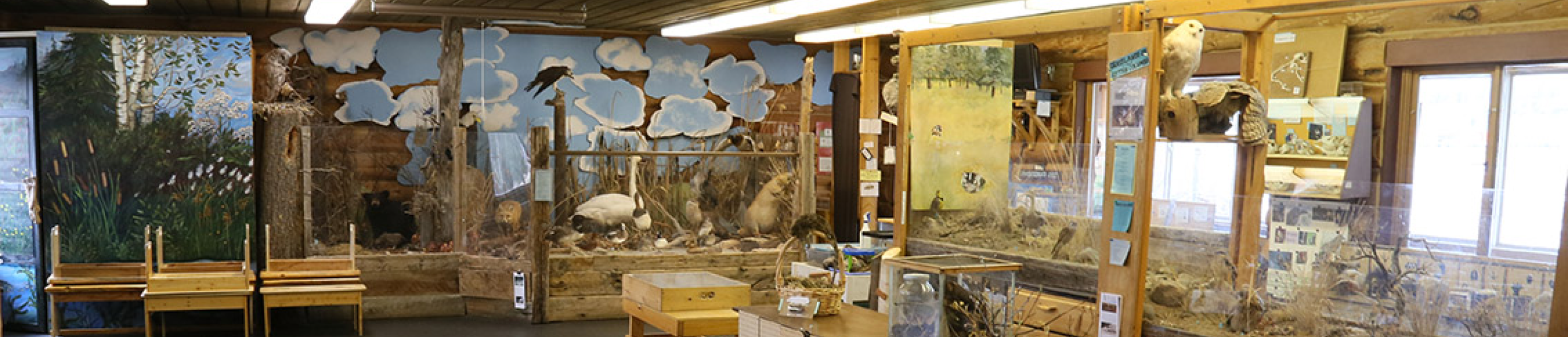 Displays at Scout Island Nature Centre, including taxidermy birds, a beaver, bats, bear cub and live displays for newts, salamanders, ocean creatures, spiders, insects and frogs.