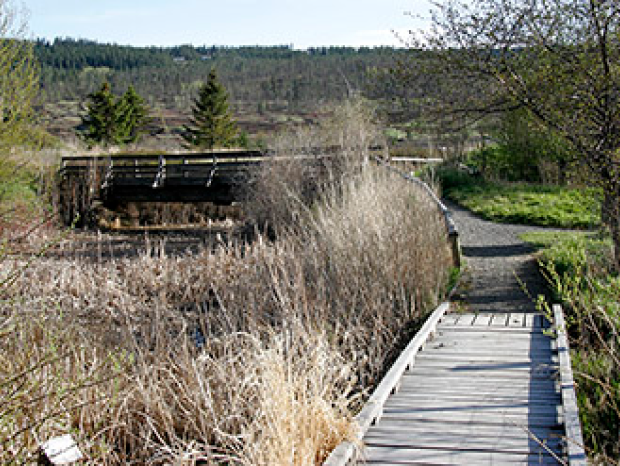 A boardwalk straddles the marsh allowing people to walk the trails further into the marsh for better viewing of wildlife, especially birds at Scout Island.
