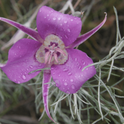 Can someone identify this plant which I saw on the&nbsp;grassland?