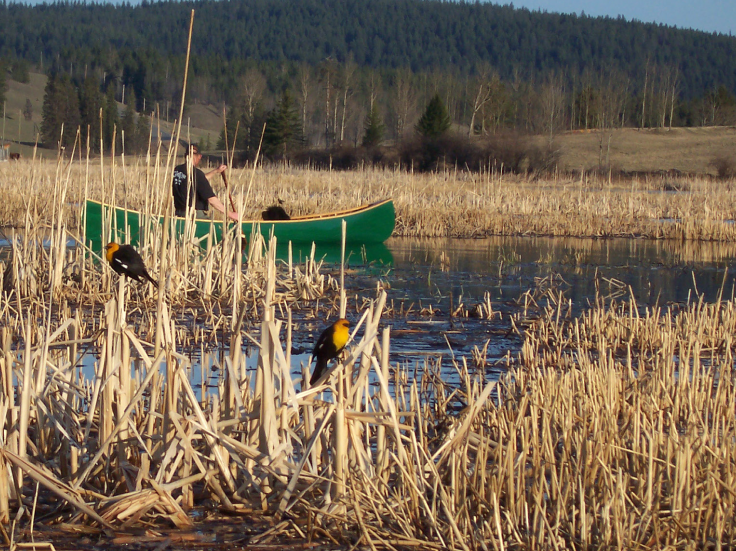 A field naturalist in a canoe paddles through marshy reeds observing and listening to birds like the yellow headed black birds seen in the foreground perched on reeds.