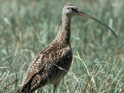 Are long-billed curlews really&nbsp;shorebirds?