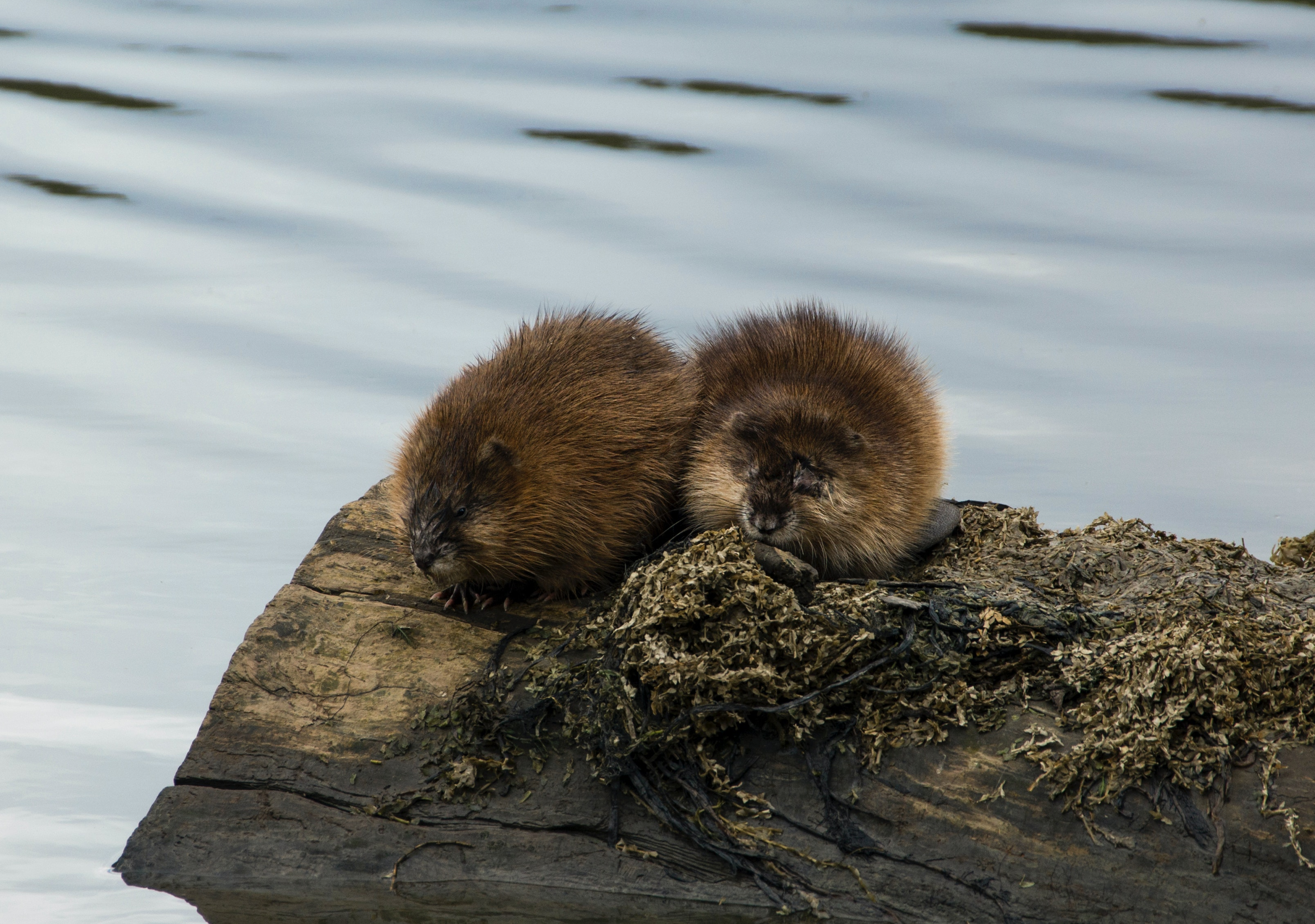 Two muskrats snuggle together on a log in the water.