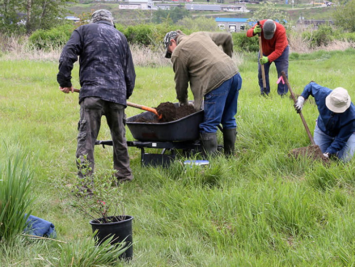 Volunteers work together to plant native trees and shrubs on Scout Island Nature Centre with wheel barrows, shovels and buckets.
