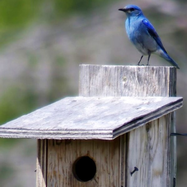 Bluebird Nestbox Project