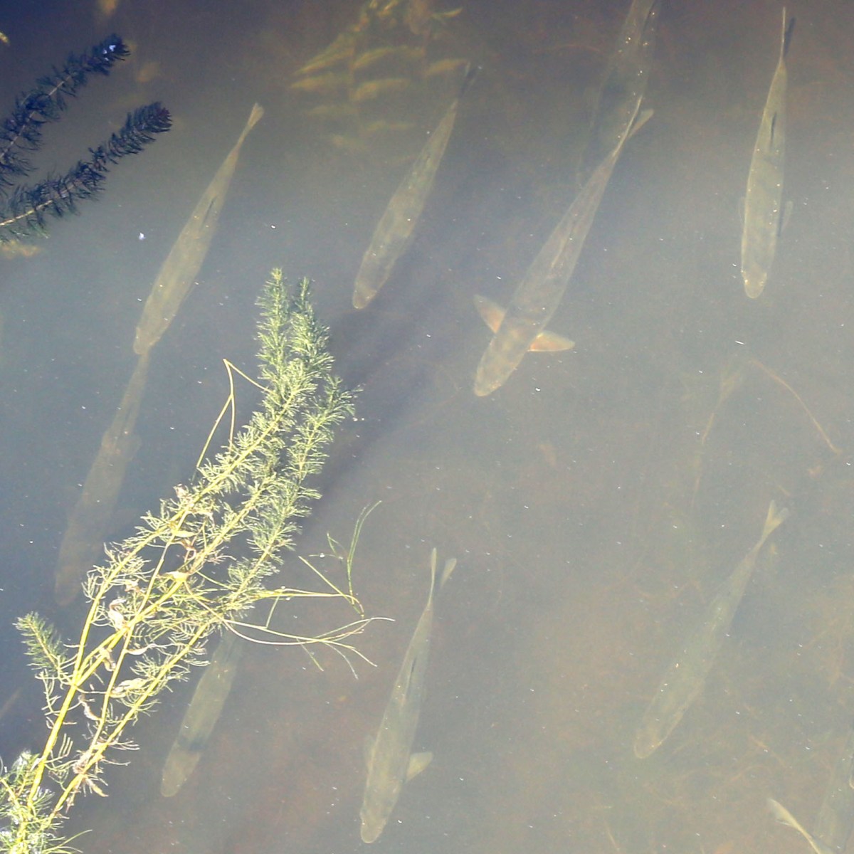 Fish swimming with the&nbsp;salmon